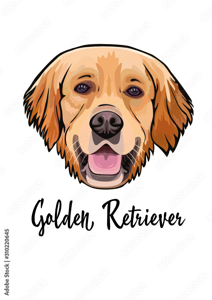 Cartoon Golden retriever drawing - Stock Illustration [58072758] - PIXTA