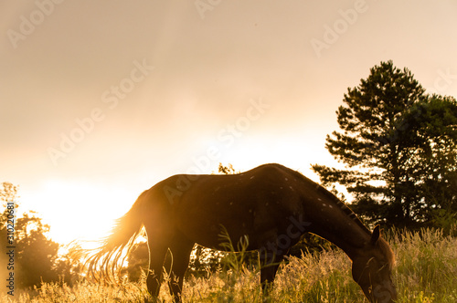 horse in the field sunset
