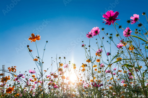 cosmos flowers in the garden with blue sky background © Meawstory15Studio