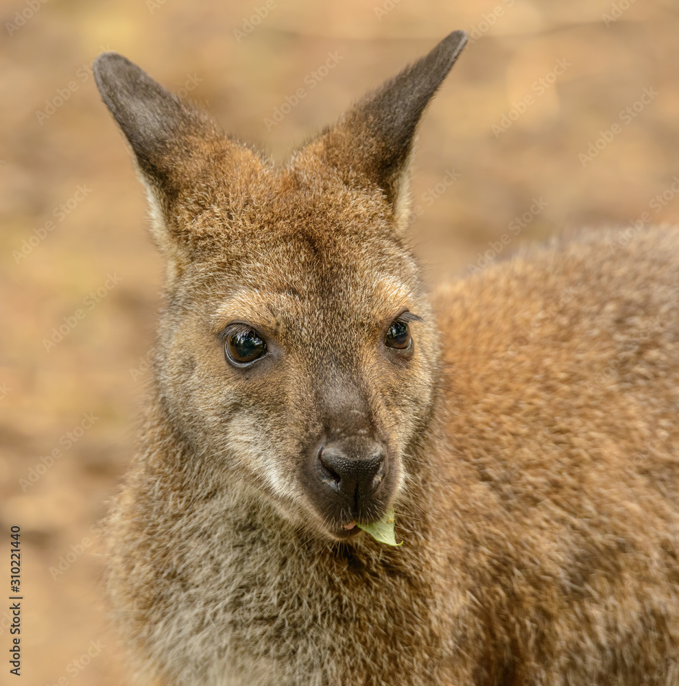 Fototapeta premium portrait of a kangaroo eating a leaf front