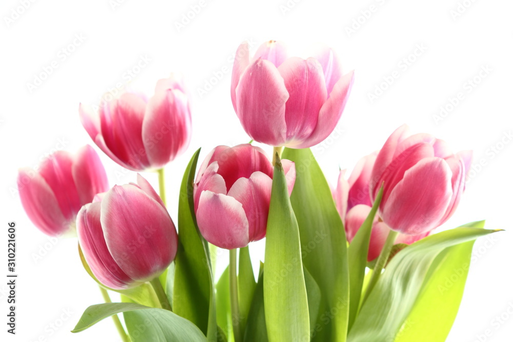 Fototapeta premium Rose Tulips Bunch