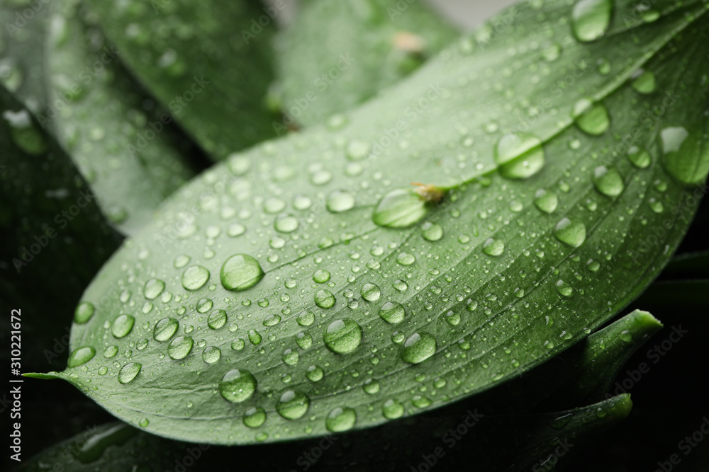 Water drops on green leaves, texture backgrond, close up Water drops on green leaves, texture backgrond, close up