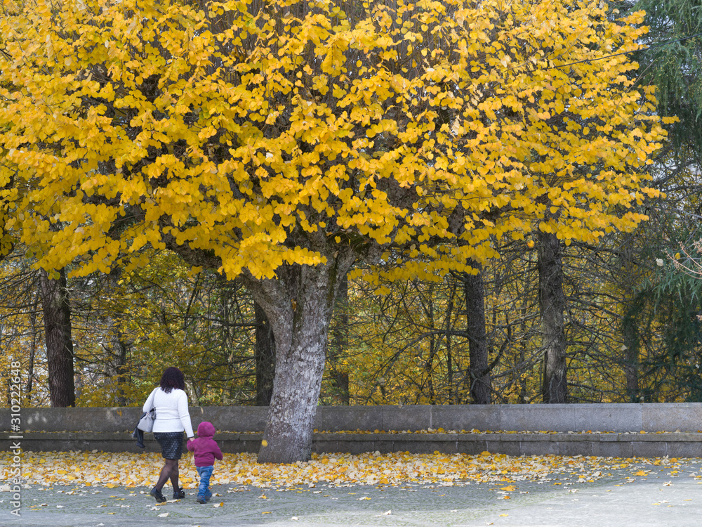 Obraz premium Woman walking with her child under autumn tree, Shrine of Our Lady of Remedies, Lamego Municipality, Viseu District, Northern Portugal, Portugal