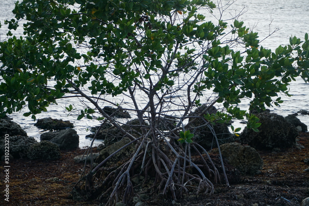 Naklejka premium Schön