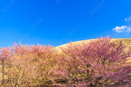 大室山 さくらの里 伊豆高原 観光地 桜 サクラ 春 伊豆 日本 ジオパーク 観光スポット 