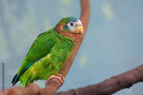 The yellow-billed amazon, also called the Jamaican amazon, (Amazona collaria) sitting on the branch with green backgound.