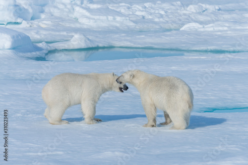 Two young wild polar bear cubs playing on pack ice in Arctic sea, north of Svalbard