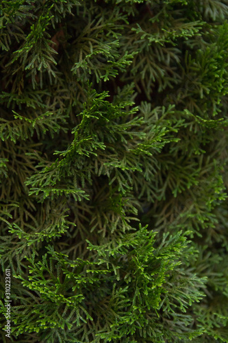 Incense cedar tree Calocedrus decurrens branch close up.