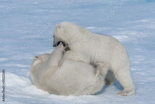 Two young wild polar bear cubs playing on pack ice in Arctic sea, north of Svalbard