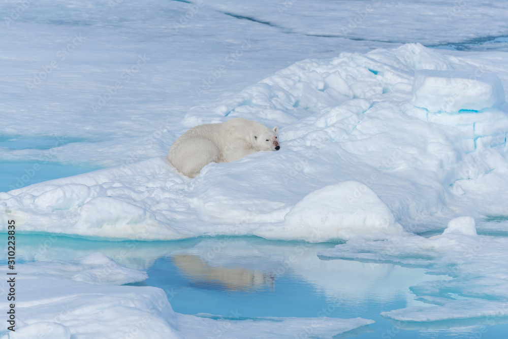 Wild polar bear lying on the pack ice north of Spitsbergen Island, Svalbard Wild polar bear lying on the pack ice north of Spitsbergen Island, Svalbard