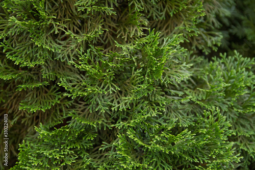 Incense cedar tree Calocedrus decurrens branch close up. photo