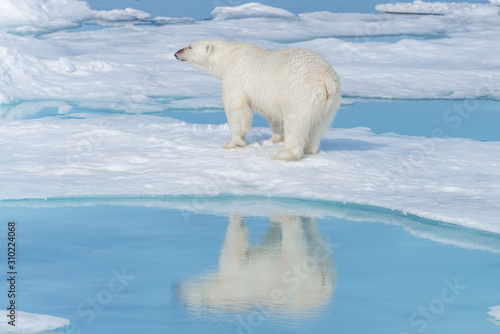 Wild polar bear  Ursus maritimus  going on the pack ice north of Spitsbergen Island  Svalbard