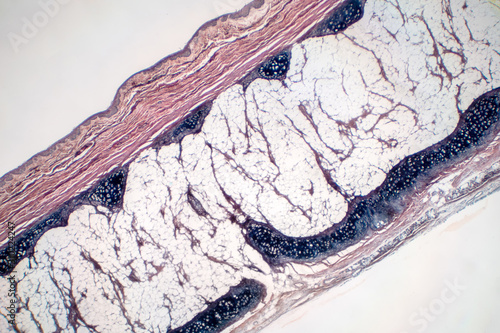 Human hyaline cartilage bone under microscope view for education pathology. photo