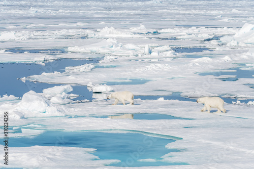 Two young wild polar bear cubs playing on pack ice in Arctic sea, north of Svalbard © Alexey Seafarer