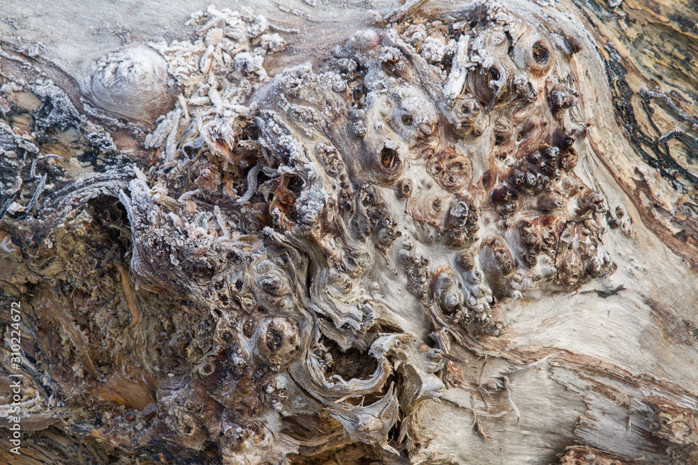 abstract texture of frozen lumber