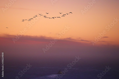 Sunset birds, California