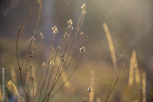 dry autumn grass shimmers in the sun,very beautifully