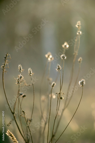 dry autumn grass shimmers in the sun,very beautifully © Татьяна Лобас