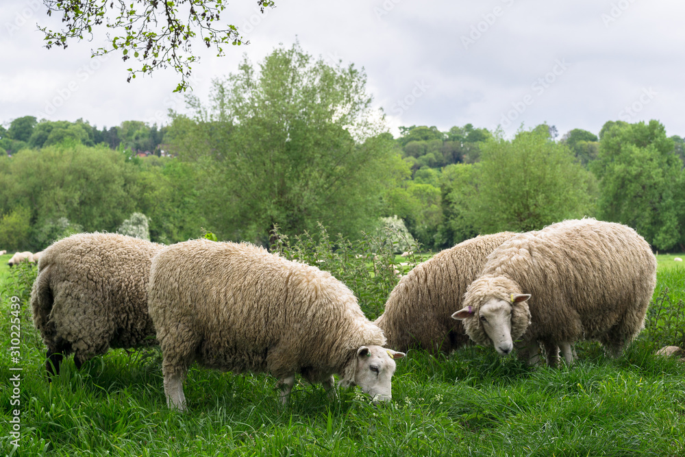 Sheeps grazing in the medow next to Salisbury Cathedral