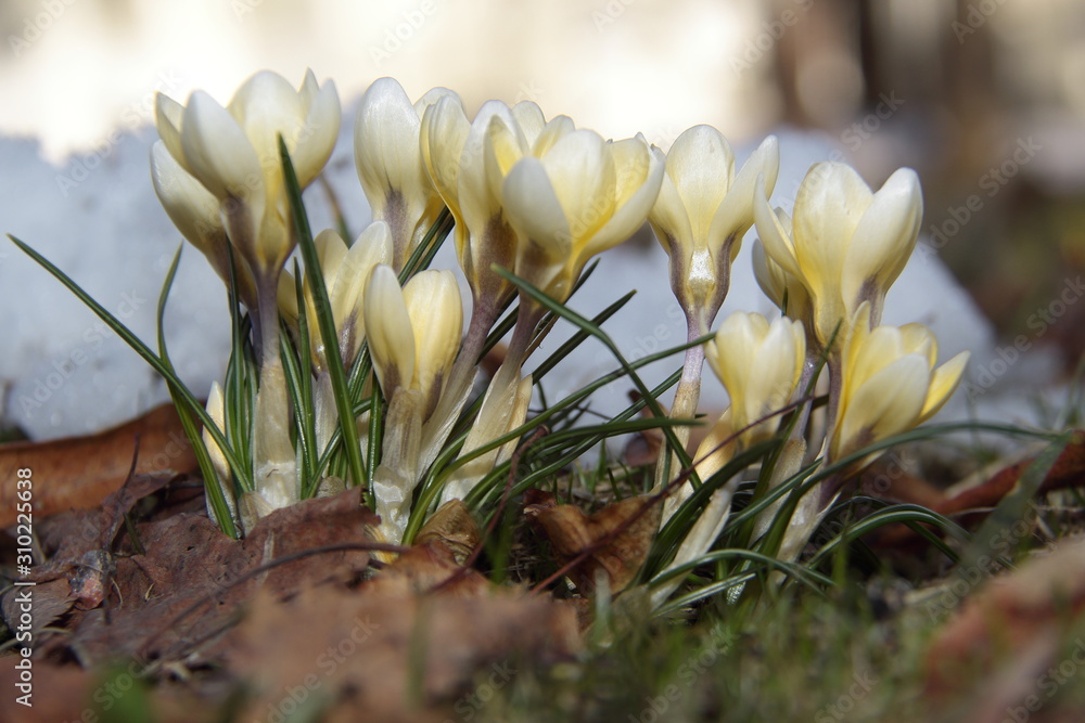 snowdrops flowers snowdrops flowers