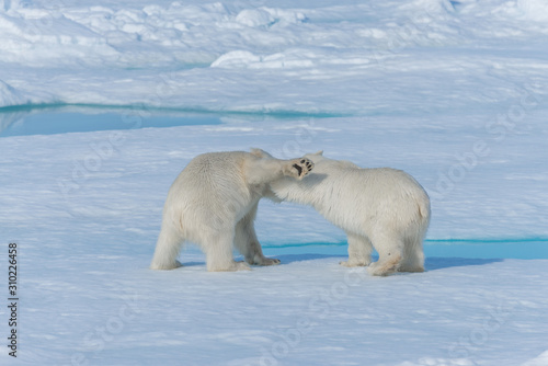 Two young wild polar bear cubs playing on pack ice in Arctic sea  north of Svalbard