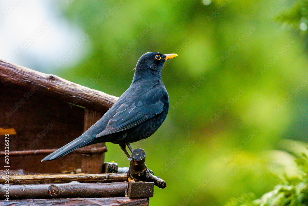 Obraz premium Amsel im Winter