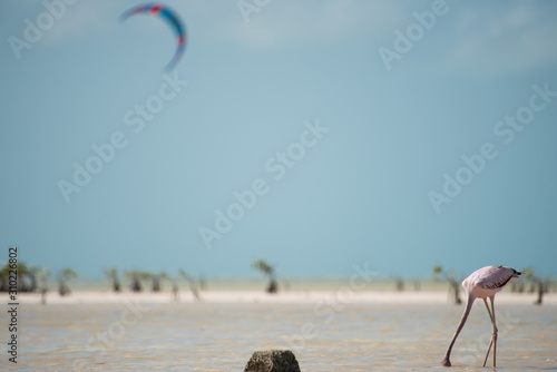 Isla Blanca is breathtaking in its beauty. casual vibe make it a quiet place to relax, Birdwatching, play, kitesurfing, and absorb the peaceful lagoon and ocean views photo