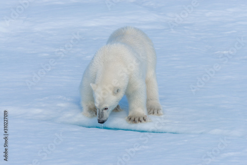 Wild polar bear cub on pack ice in Arctic sea close up