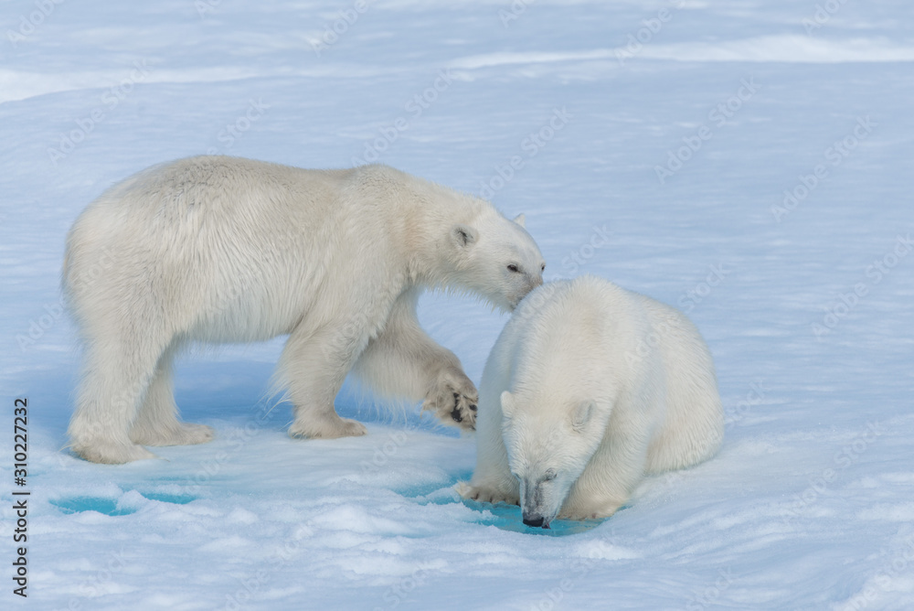 Naklejka Two young wild polar bear cubs playing on pack ice in Arctic sea, north of Svalbard