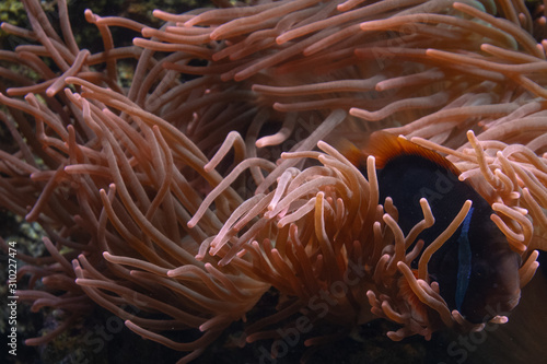 Underwater anemone hiding a clownfish in an aquarium.