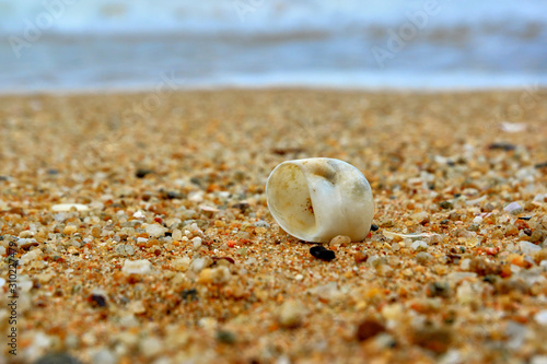 Shell on the shore