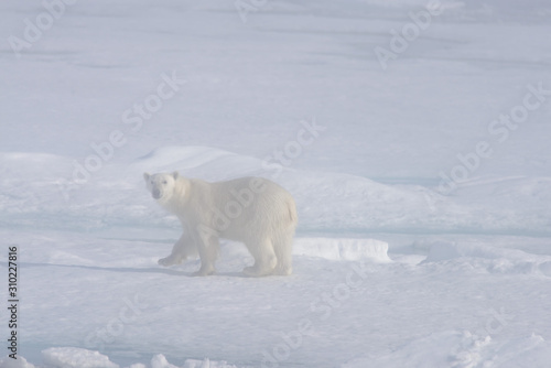 Polar bear (Ursus maritimus) on the pack ice in fog