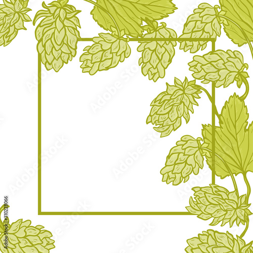 Vector Corner Frame with Beer Hops. Common Hop or Humulus Lupulus Branch. Leaves and Cones. Vector Floral Background
