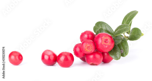 Fresh red berry: hand-picked forest Cowberry isolated on white background, macro shot