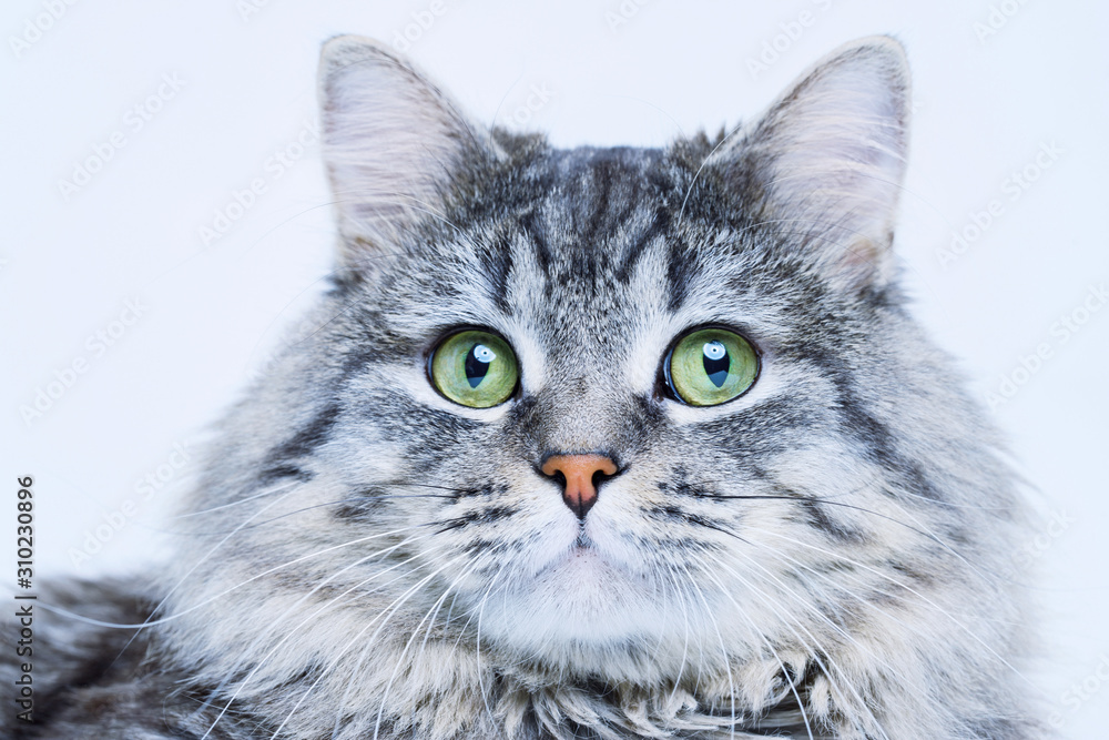Close up view of funny smiling gray tabby cute kitten with green eyes. Pets and lifestyle concept. Portrait of lovely fluffy cat.