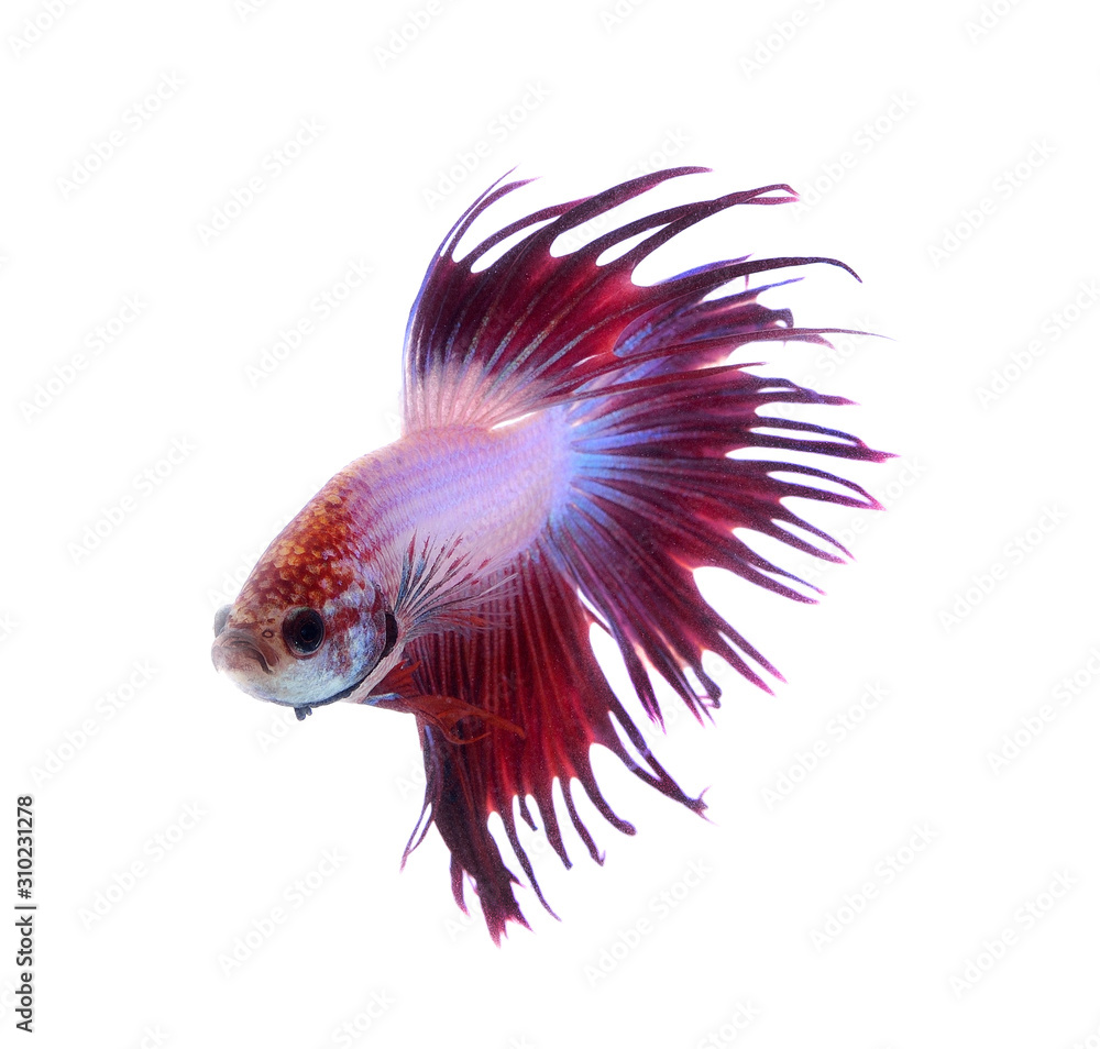 Obraz premium fighting fish isolated on white background