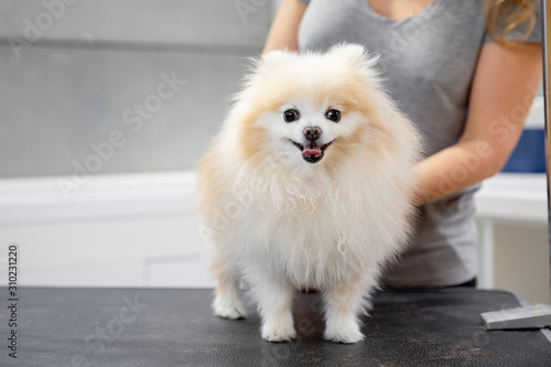 Professional groomer combing little dog smiling tongue pomeranian spitz
