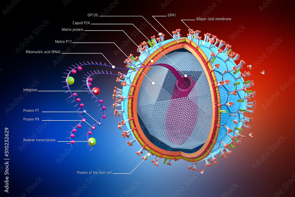 Ilustrace „Cross section of a HIV virus causing immunodeficiency ...