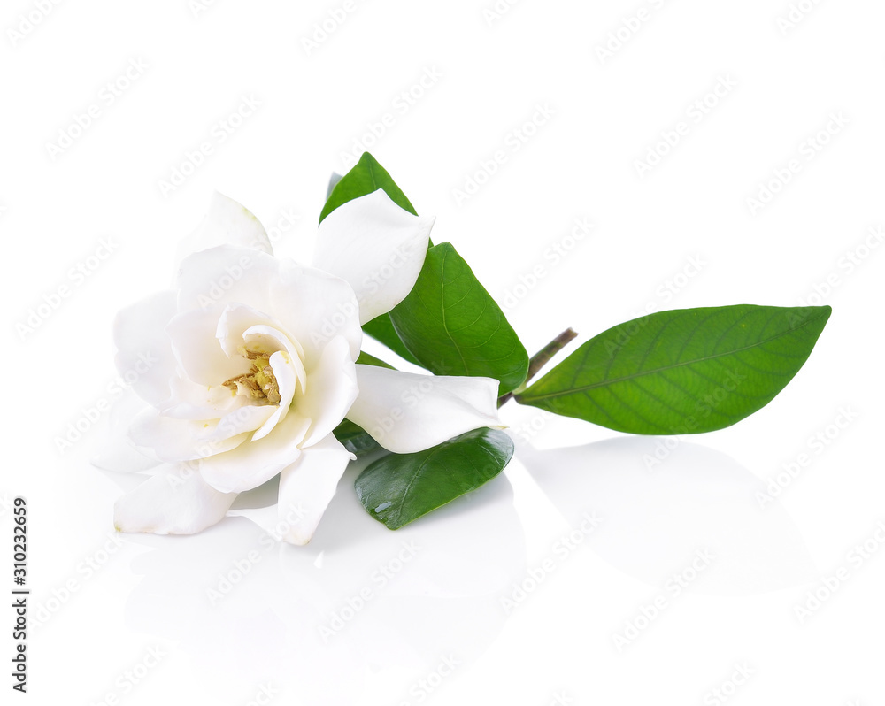 Gardenia flower on white