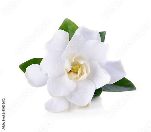 Gardenia flowers on white