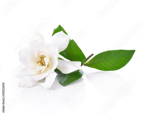 Gardenia flower on white