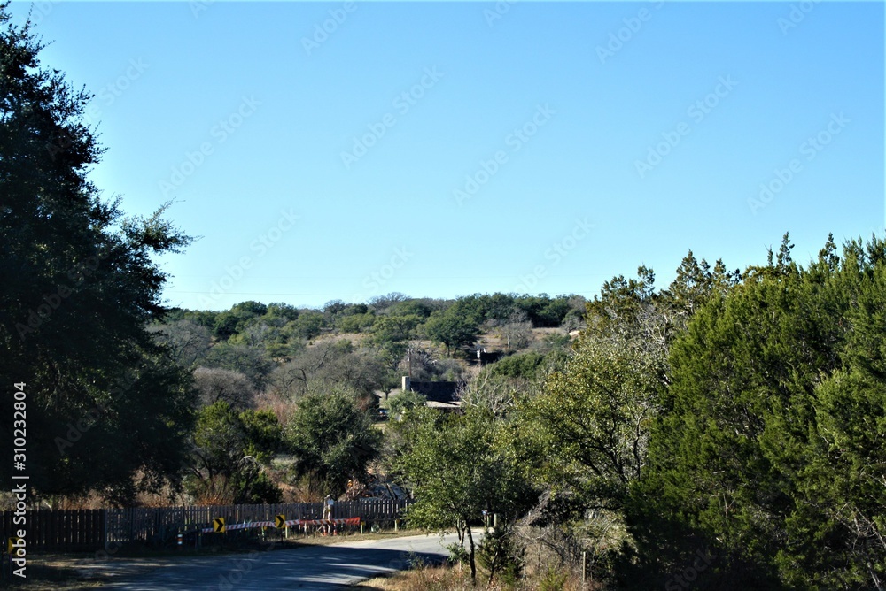 Fototapeta premium Forest