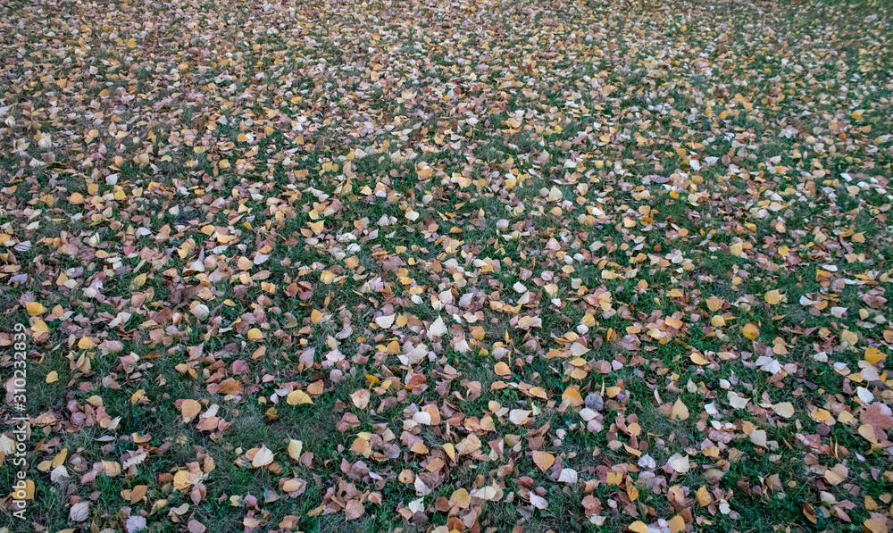Autumn carpet of medicinal birch leaves and green grass in the evening Autumn carpet of medicinal birch leaves and green grass in the evening