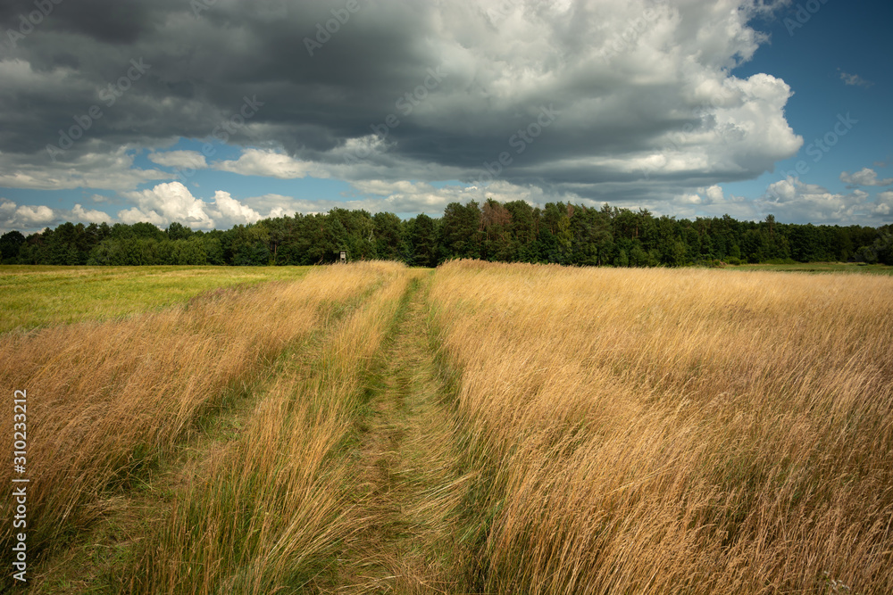 Obraz premium Country road through tall grass, forest and clouds on the sky