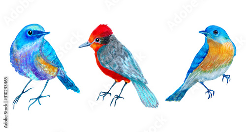 Beautiful set of colorful birds, lovely collection of illustration for cards or designs