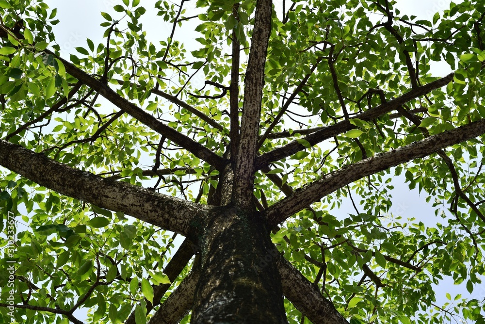 a bottom-up shot on a tree with its branches and leaves growing in summer a bottom-up shot on a tree with its branches and leaves growing in summer