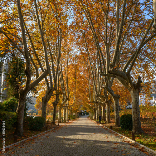 Fototapeta Naklejka Na Ścianę i Meble -  Autumn trees both sides of a road, Douro Valley, Portugal