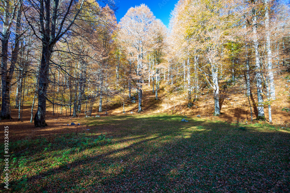Fototapeta premium Forest in autumn,foliage of trees, colors in nature