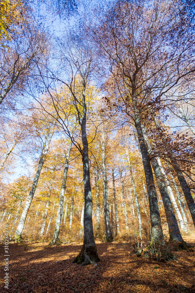 Fototapeta premium Forest in autumn,foliage of trees, colors in nature