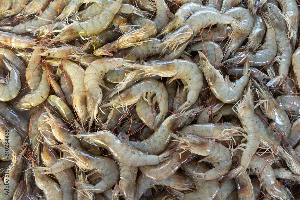 Raw shrimp for human consumption. Food of animal origin. Raw shrimp for human consumption. Food of animal origin.